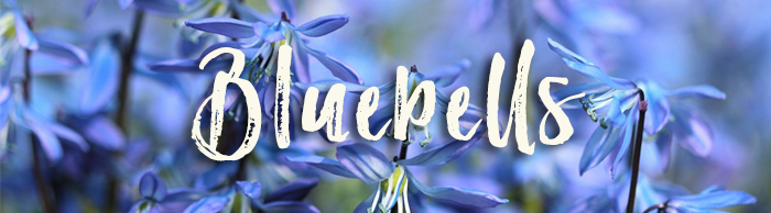 Bluebell_GardeningSXH
