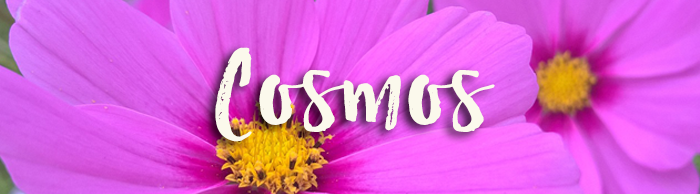 Cosmos_GardeningSXH