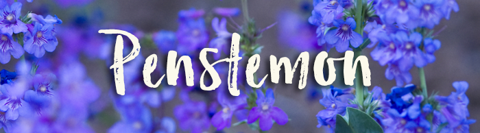 Penstemon_GardeningSXH