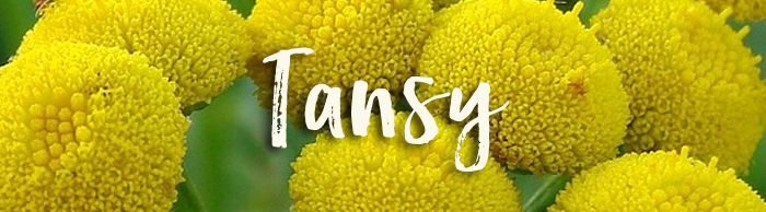 Tansy_GardeningSXH