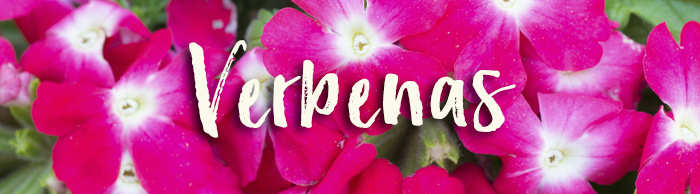 Verbena_GardeningSXH