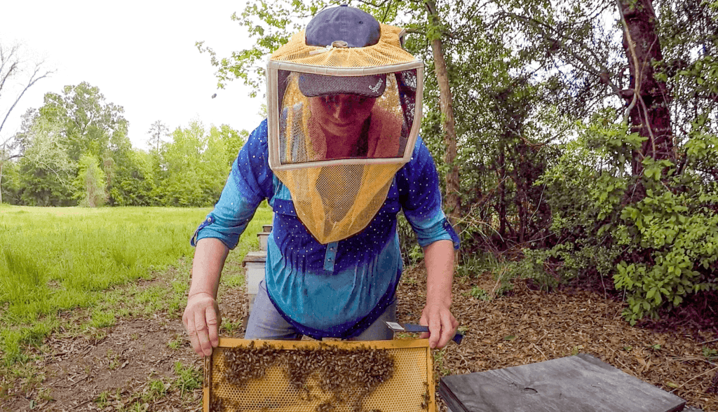 A photo of Beekeeper Jane Collins lifting a frame from out of one of her beehives.