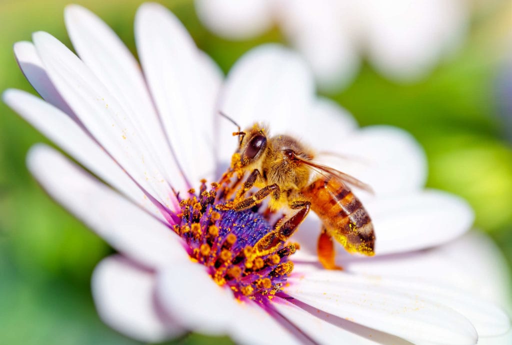 A photo of a honeybee on a daisy.