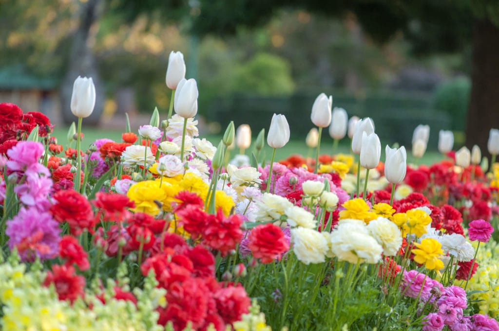 A photo of a flower garden.