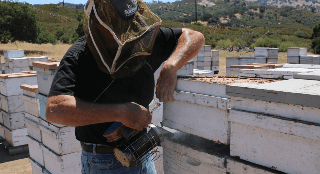 A photo of beekeeper Jim Oakley tending to a beehive.