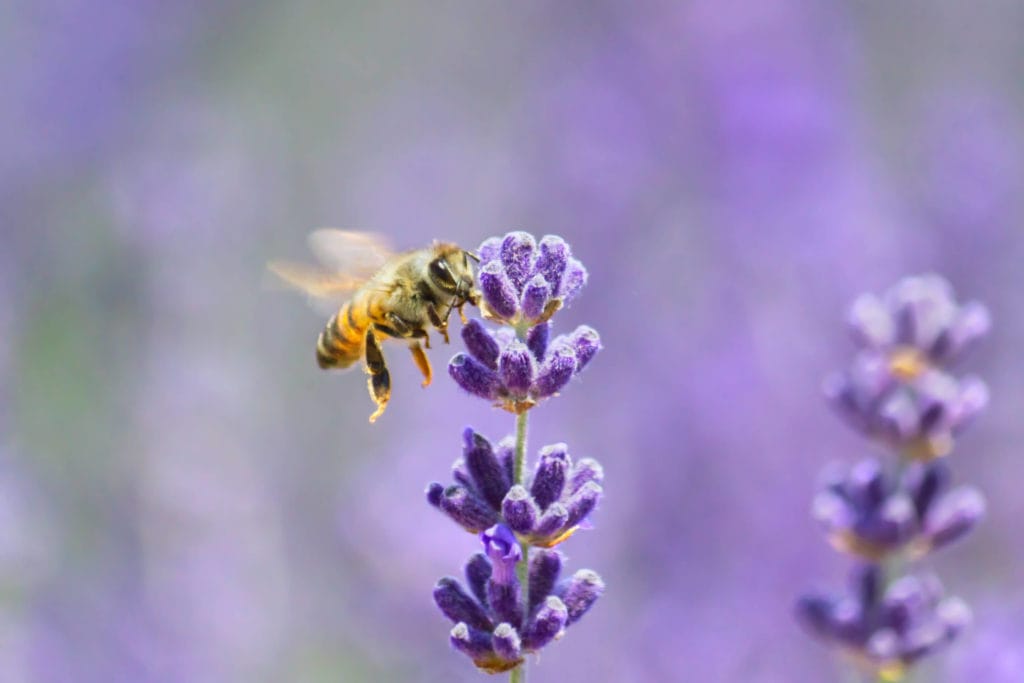 A photo of a honeybee on a lavender flower.