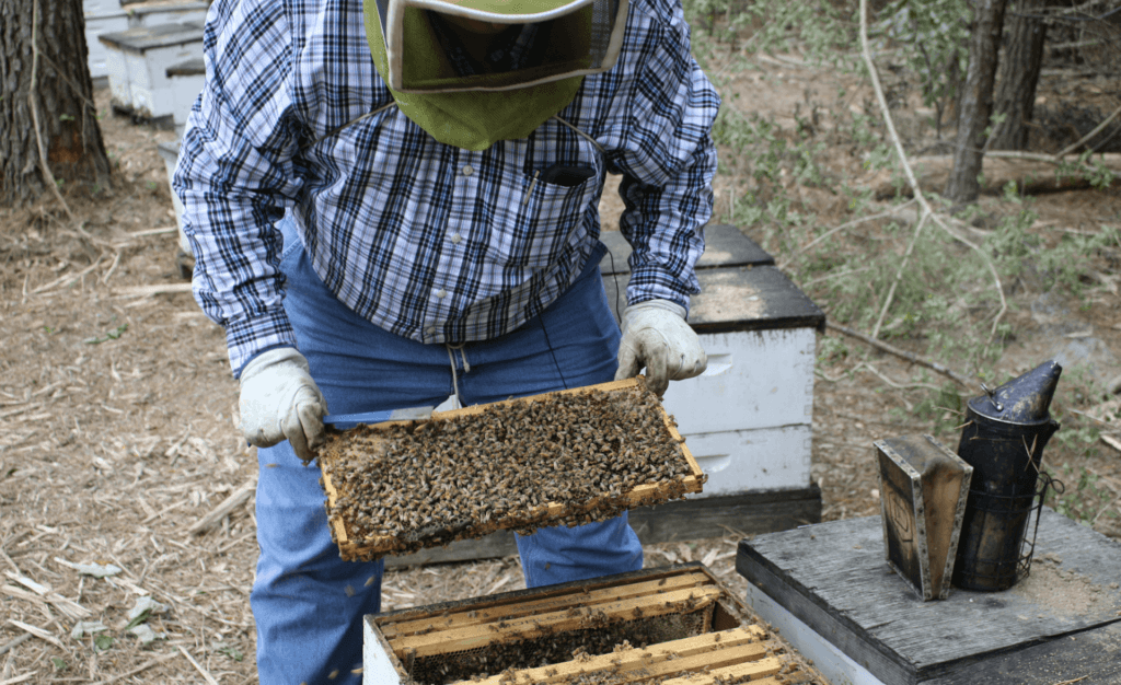 A photo of beekeeper Bob Morlock inspecting a frame from a beehive.