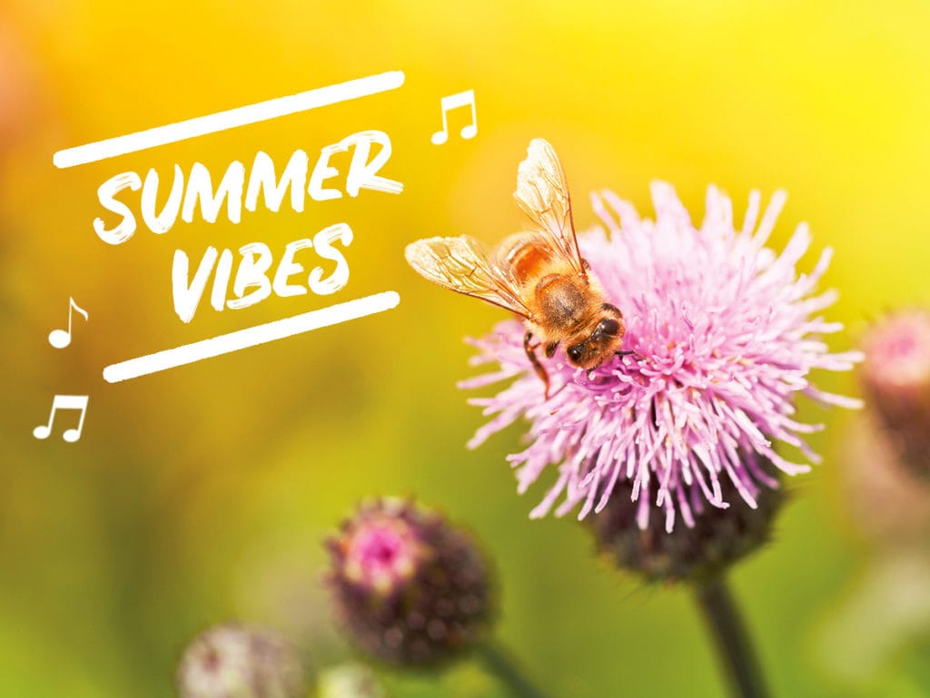 Photo of bee on a flower with text:
