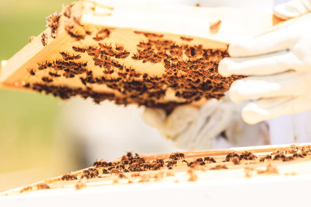 Close-up of beehive frame