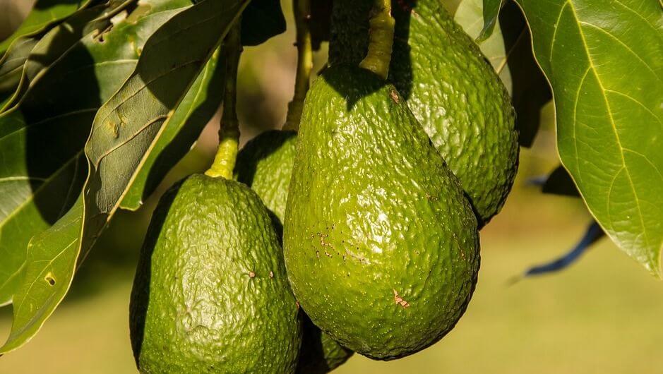 Photo of avocados