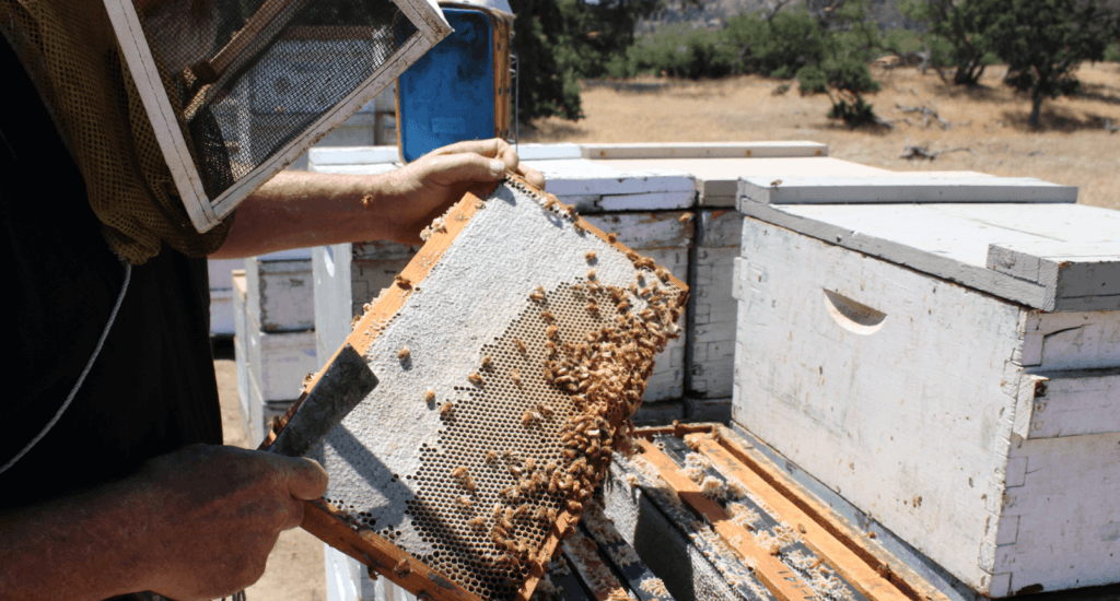Beekeeper Jim Oakley inspecting a frame from a beehive