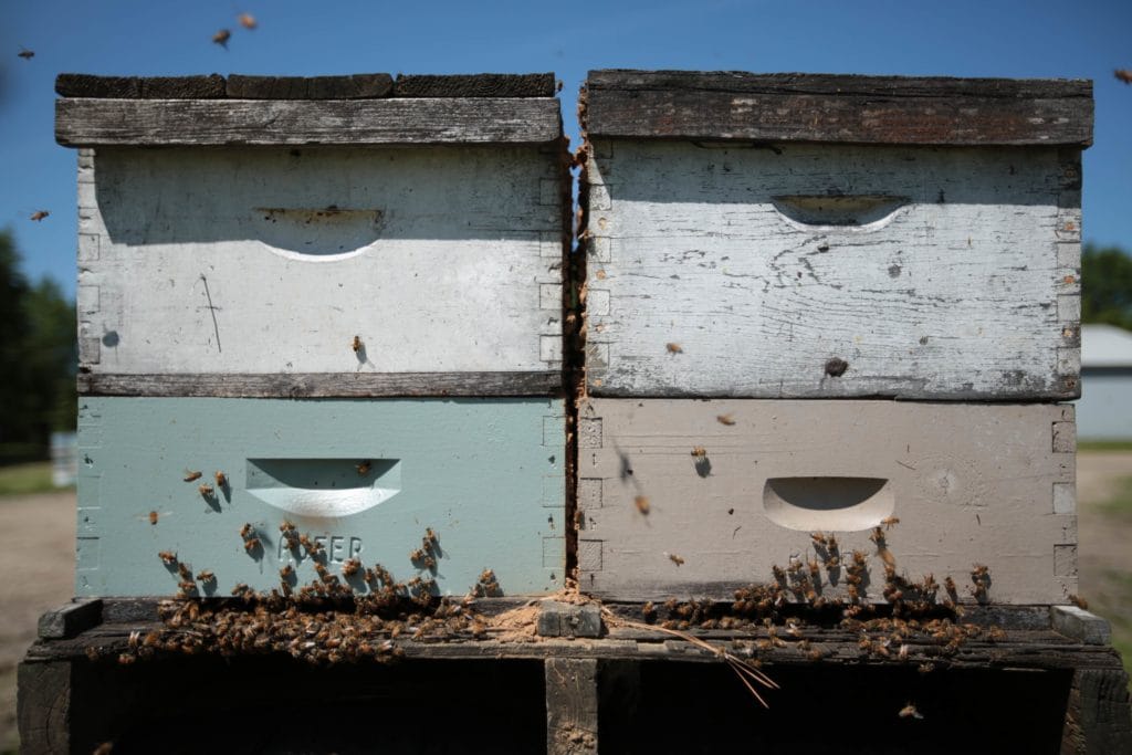 Photo of four stacked beehives.