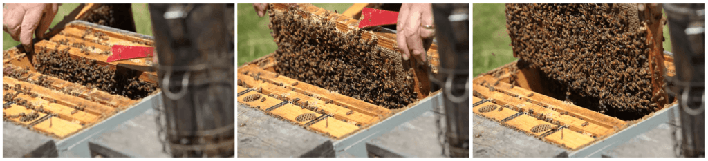 Photos of bee hive frames.