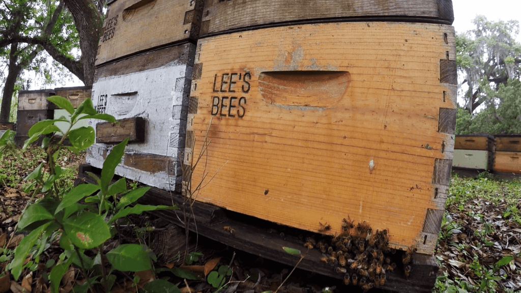 Photo of Beehives