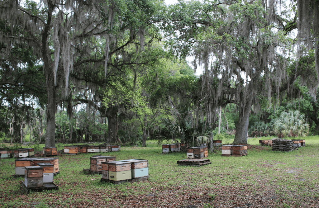 Photo of beehives in Gainesville, Florida