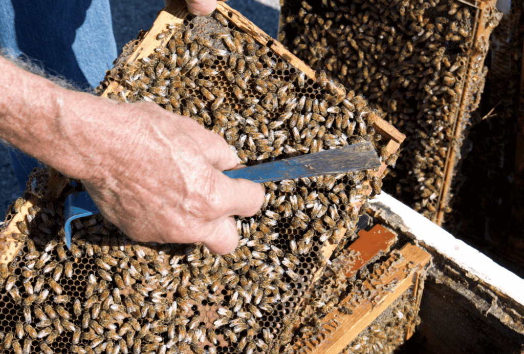 Photo of honeybees on a beehive frame.