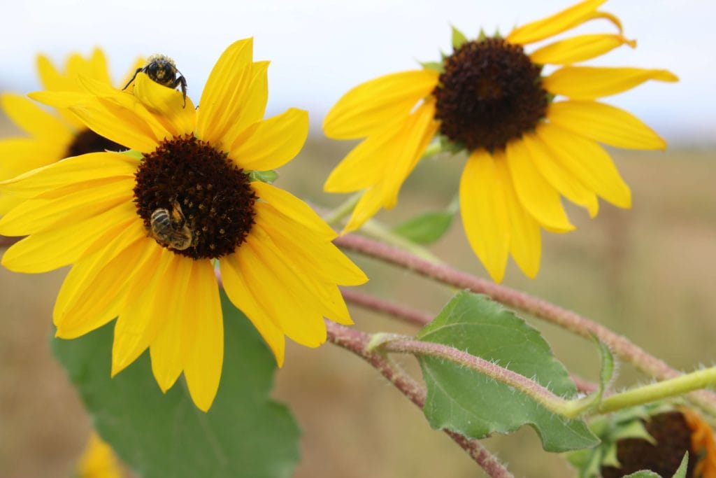 Photo of flowers with honeybees on them.