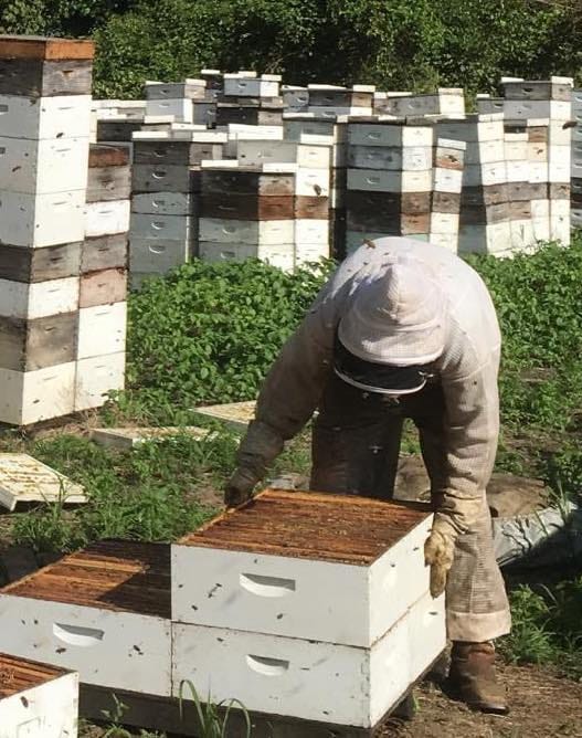 Photo of a beekeeper inspecting hives.