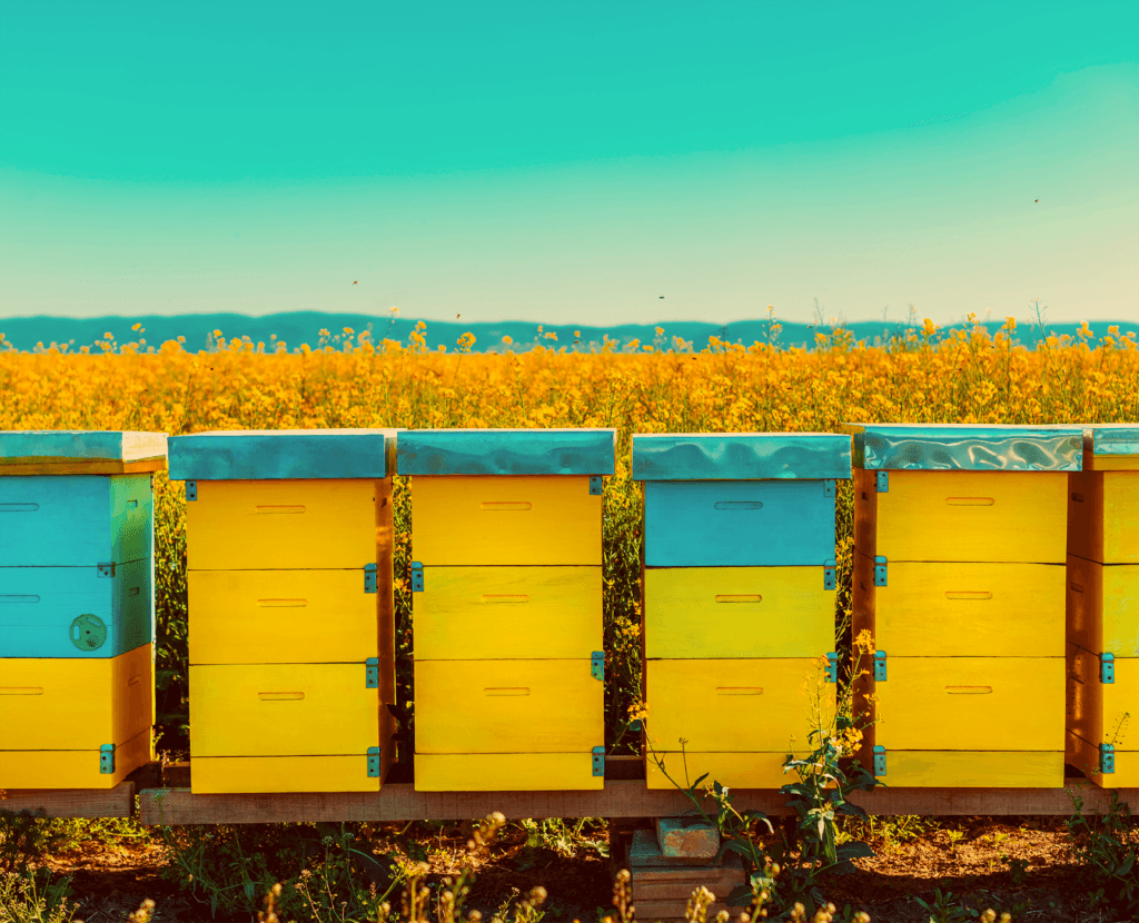 Yellow and blue honeybee boxes set against a field of goldenrod under a clear blue sky.
*SUE BEE and AUNT SUE'S® now U.S. Farmed certified*