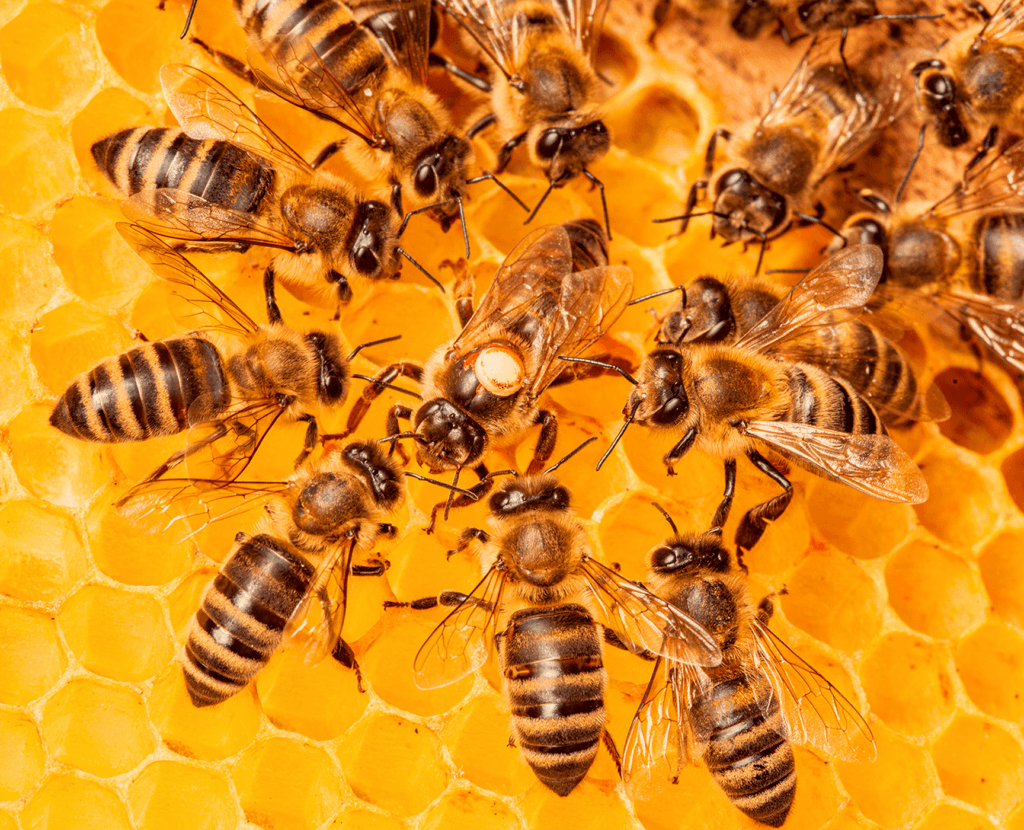 Close-up image of several honeybees surrounding the queen bee on bright orange-gold honeycomb.