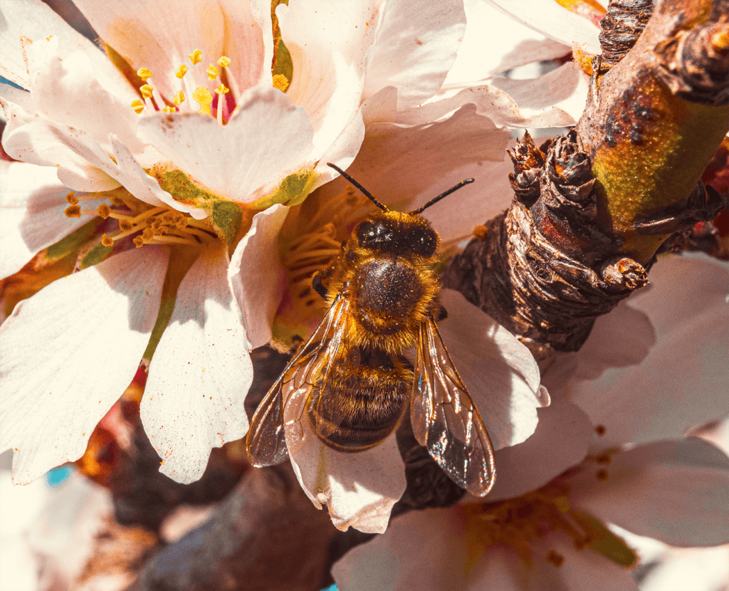 Close-up image of a honeybee pollinating an almond flower in bloom.