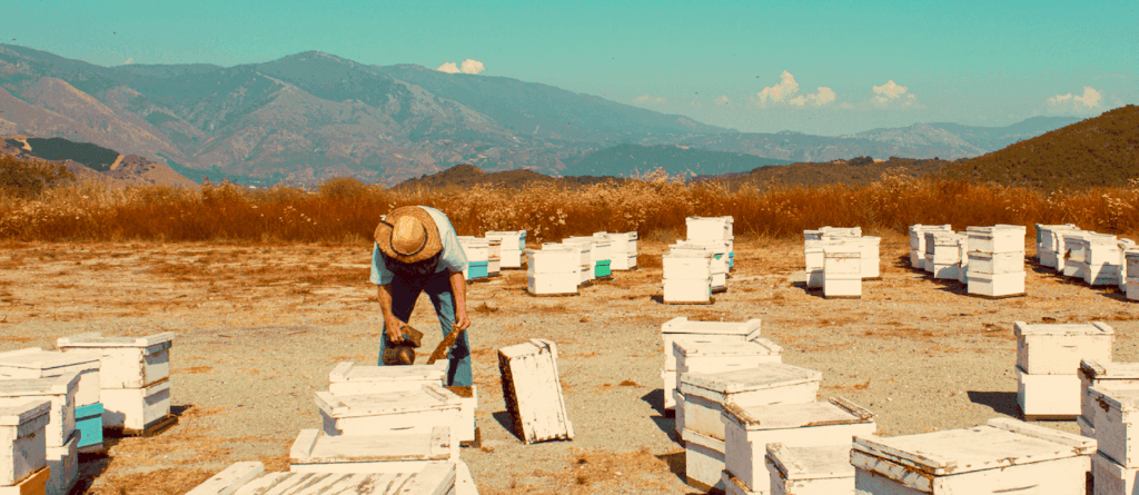 Sioux Honey Co-op Beekeeper working in a bee yard with rolling California mountains in the background under a clear blue sky.
*SUE BEE and AUNT SUE'S® now U.S. Farmed certified*